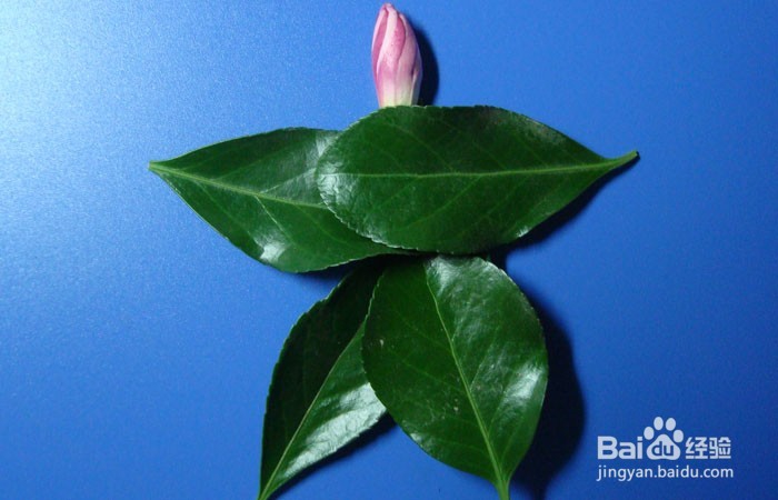 植物拼装画之田园之乐