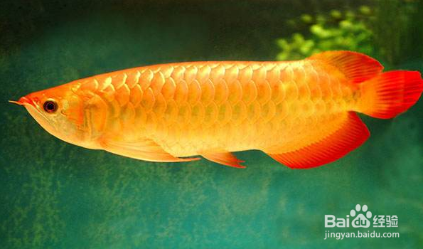 鱼的记忆到底有多久