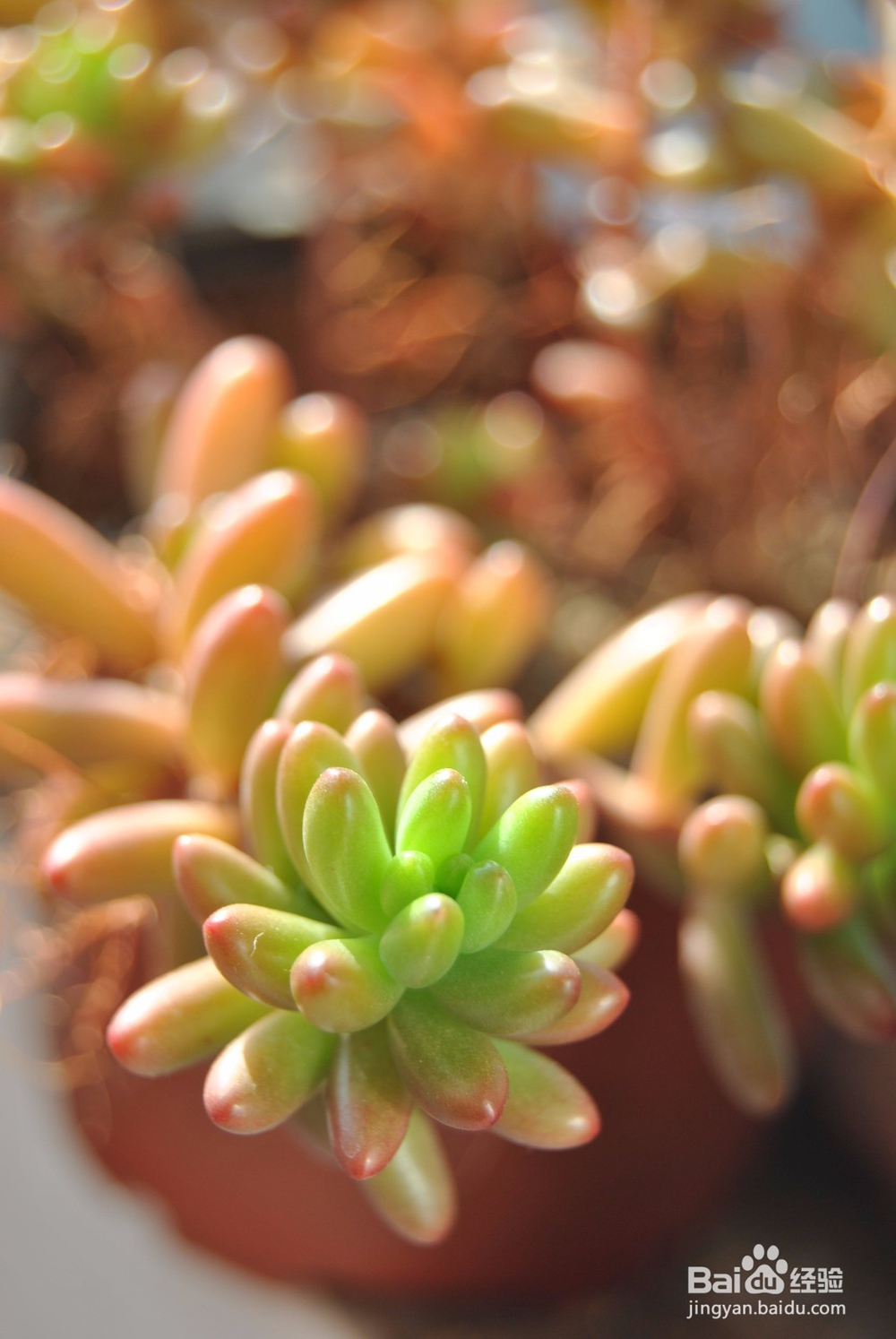 多肉植物的懒人叶插方法及养护小窍门