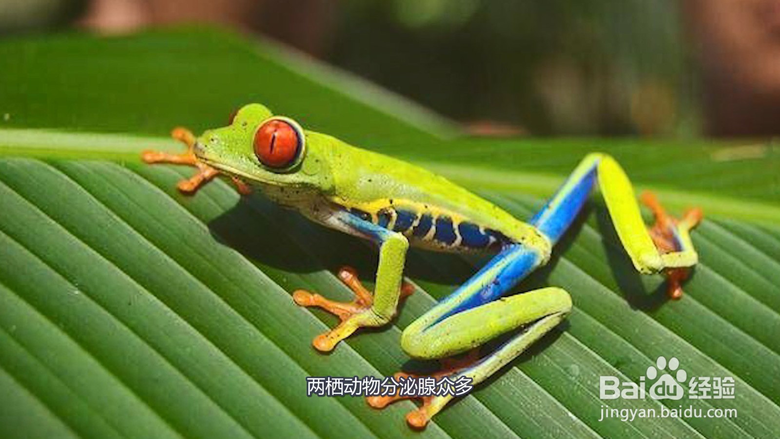 两栖动物有哪些