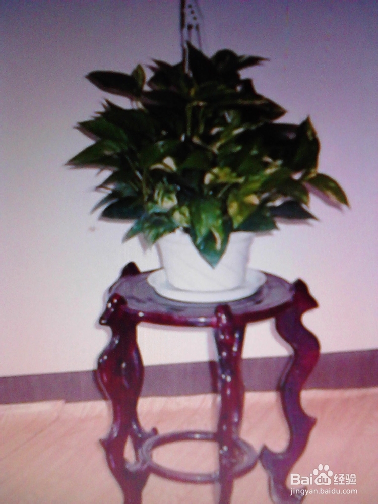 绿萝的养殖与繁殖技巧