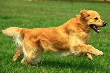 金毛犬和拉布拉多犬有什么区别？如何辨别它们？