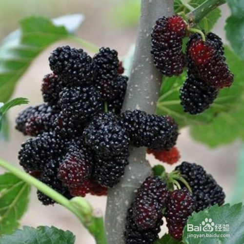 桑椹有什么功效?