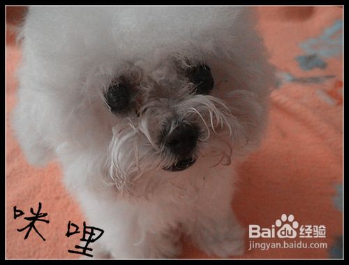 训练比熊犬我们可以利用它的好奇心