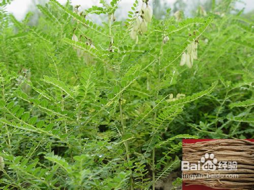 黄芪的功效及食疗价值