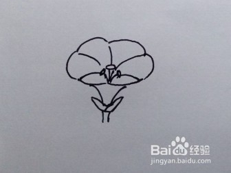 简笔画：牵牛花
