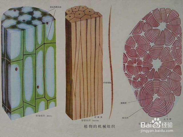 初中生物:植物的组织