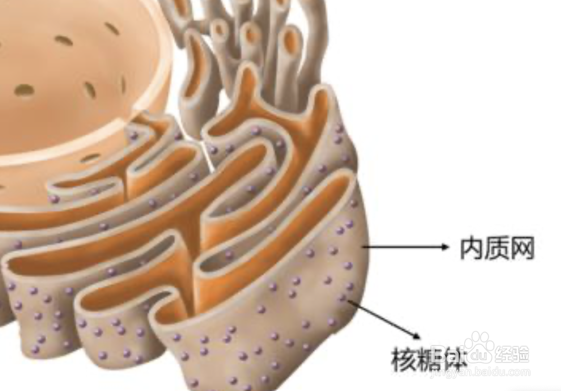 高中生物内质网的作用