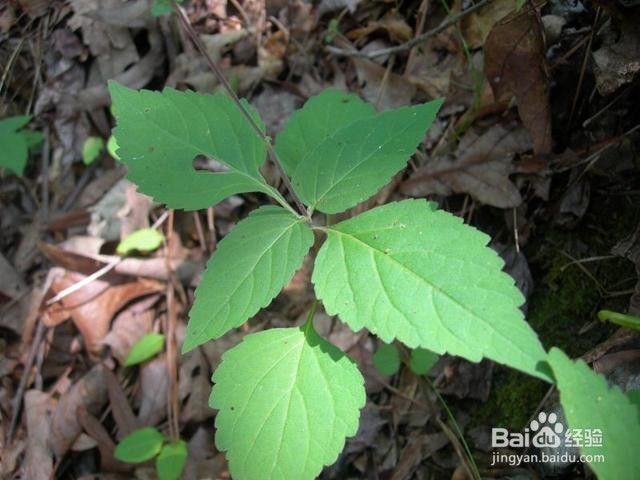 治疗关节炎只要一种草，信不！