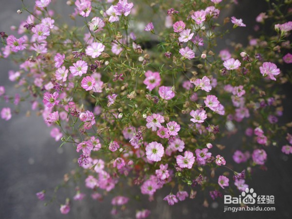 吉普赛满天星怎么种 花园新娘种植时应注意什么