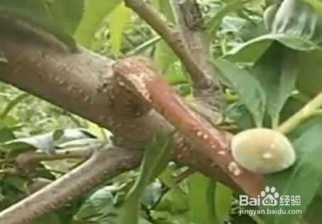 夏季桃树怎样修剪