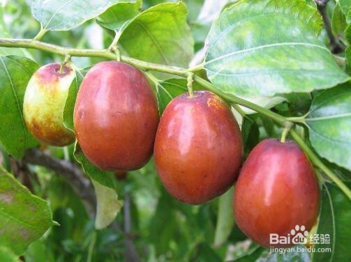 家里种什么果树好