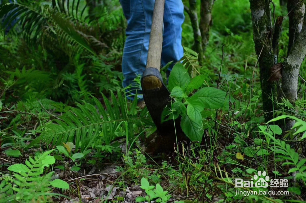 承宋单丛名贵古茶树如何人工护理