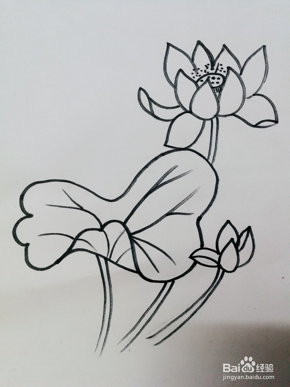 彩绘荷花卡通绘本插图