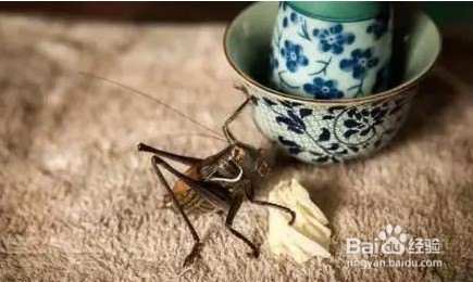 养蝈蝈的七大禁忌