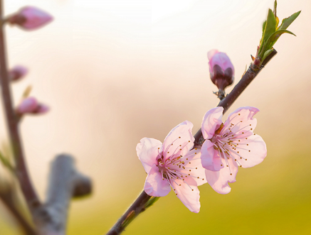 又逢一年忆君时七百字作文