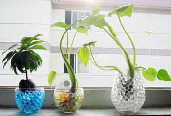 如何正确的给花草喷水