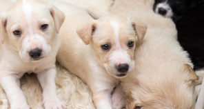 星巴斯宠物为什么贵