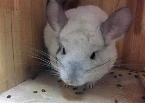 龙猫听力怎样