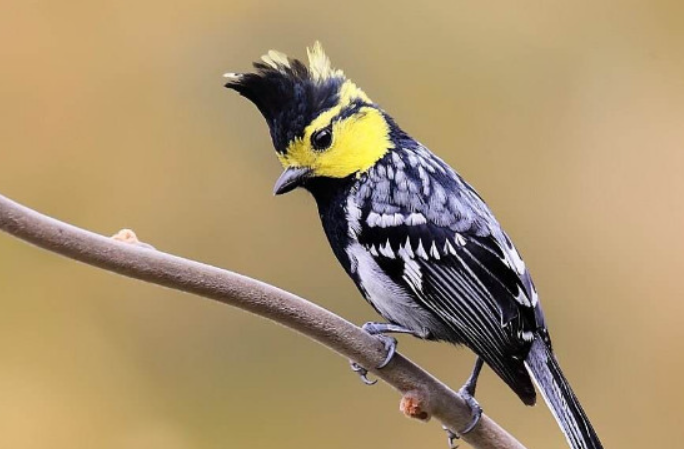 山西贝子鸟特点