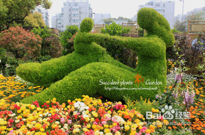 上海植物园（上）