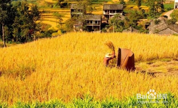 春种一粒粟秋收万颗子中的粟指的是