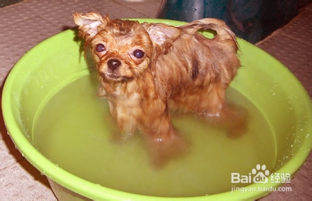 狗狗中暑的急救措施