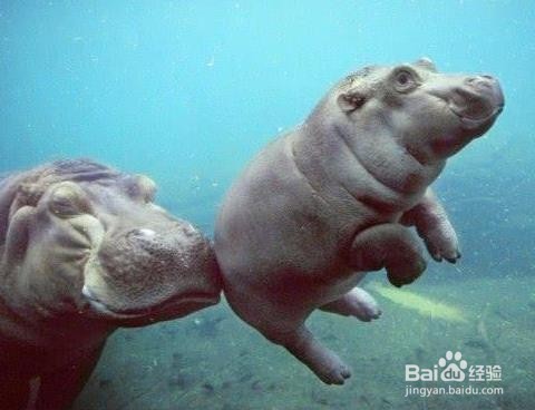 河马拉屎为什么甩尾巴