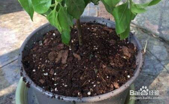 四季梅花的养殖方法和养殖注意事项有哪些？