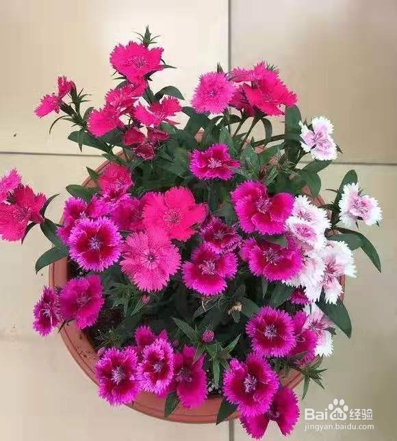 不管有钱没钱，客厅要放3种花，杀病菌促健康