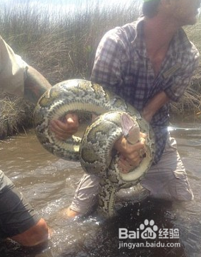 被蛇缠住怎么办