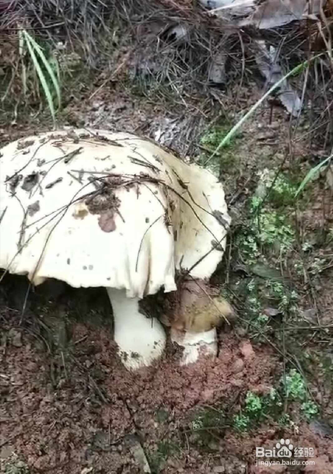 如何简单的做出一份香喷喷的鸡枞菌