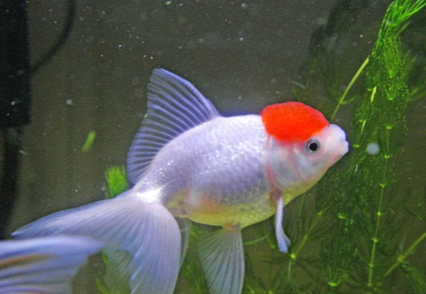 金鱼为什么腹部朝上游