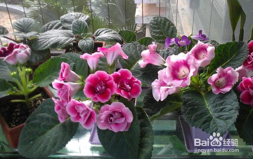 大岩桐怎么养 大岩桐养殖方法