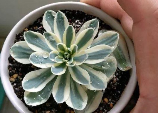 多肉植物怎么养才爆盆