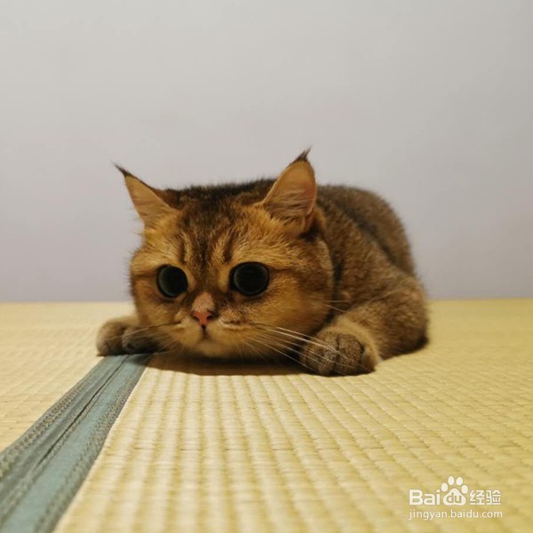 猫吐毛球怎么办