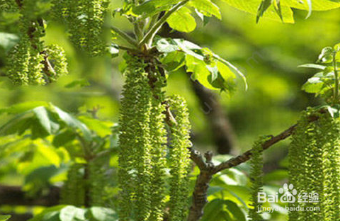 毛毛虫野菜的功效