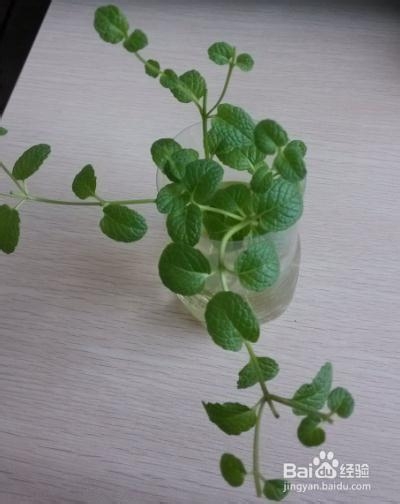办公室提神醒脑妙招