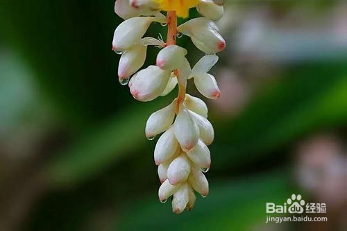 豆蔻的选购技巧——芸豆健康药材课堂