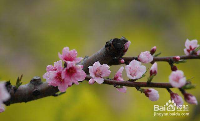 手机华体会软件怎么下载-小桃树