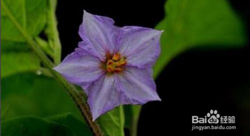 茄子开花后怎样管理 百度经验