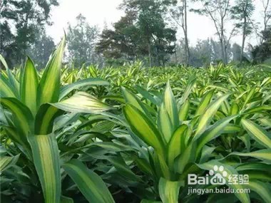 家里常养这些植物 身体会越来越棒