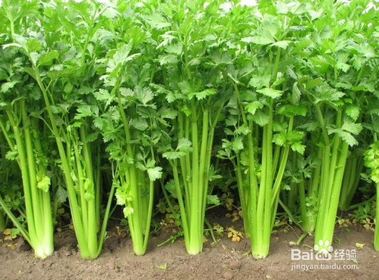 改善哺乳期便秘的十种方法