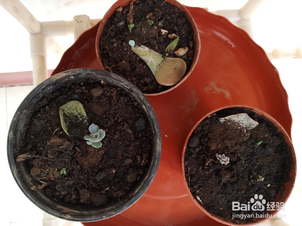 多肉植物烂根如何补救