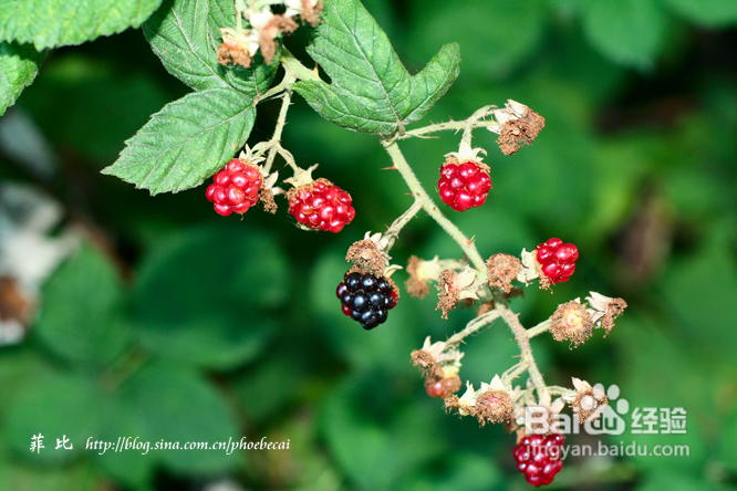 温哥华鹿湖Deer Lake 黄昏漫步(组图)
