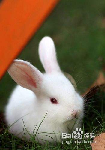 喂食宠物兔饲料的六个原则 百度经验