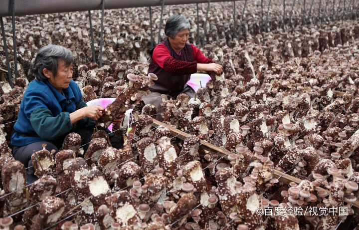 孕期、坐月子能吃香菇吗