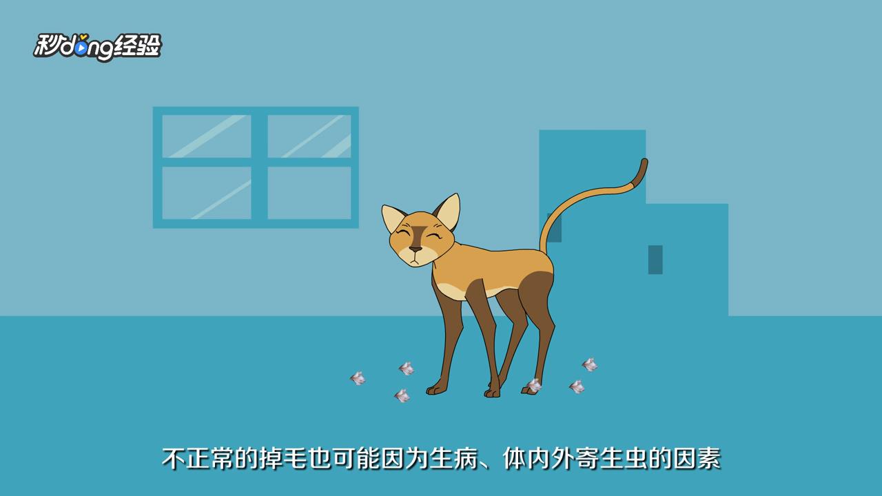 猫掉毛怎么办