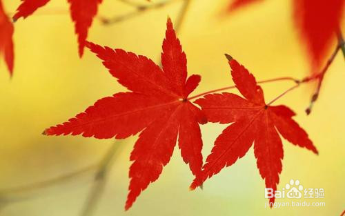 怎么形容枫叶的颜色