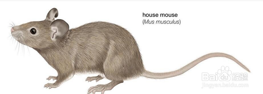 医药科学实验设计的基本要素与原则